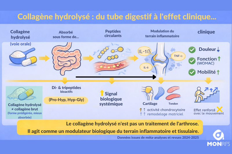 Collagène hydrolysé : du tube digestif à l'effet clinique — infographie MonRFS